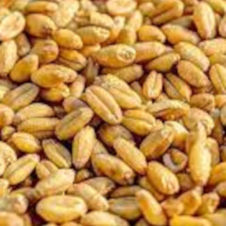 Blé mondé précuit